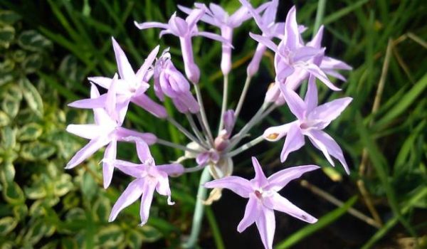 Society Garlic_ Tulbaghia violacea